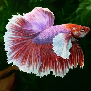 Dumbo Betta Fish