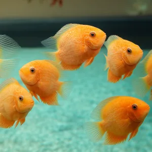 Orange Spotted Severum Fish 2.5 Inches