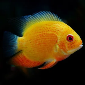 Orange Spotted Severum Fish 2.5 Inches