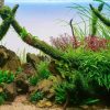 Healthy Aquarium Fish Environment
