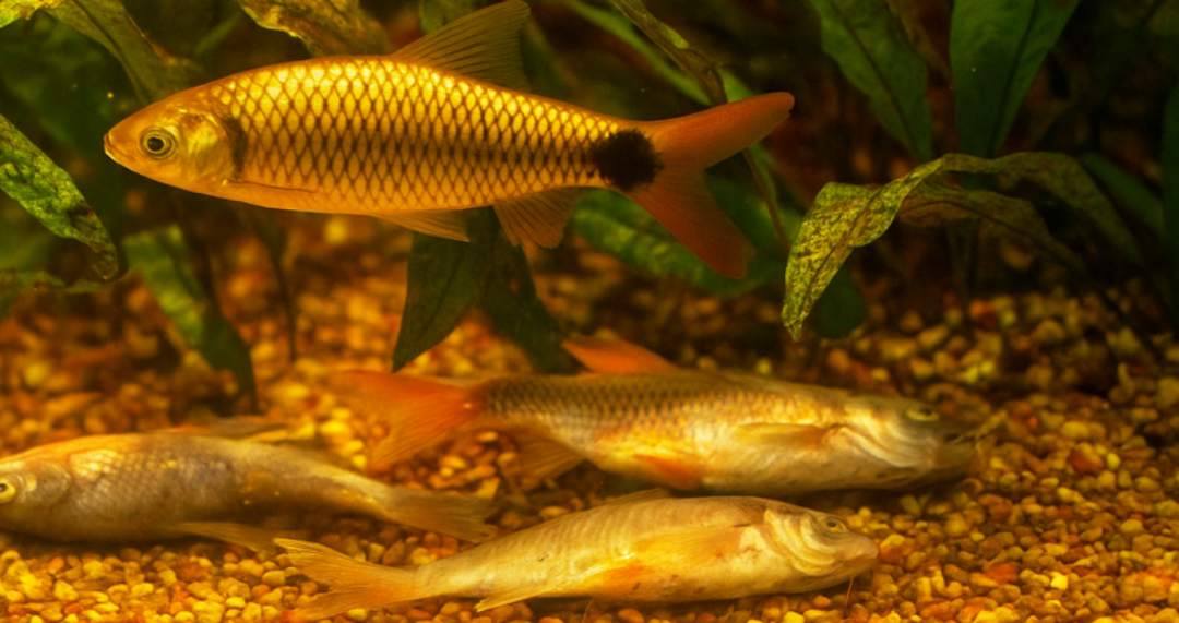 aquarium plants disease