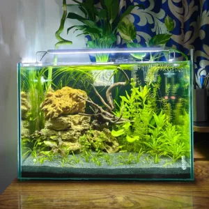 1.5 fit planted aquarium
