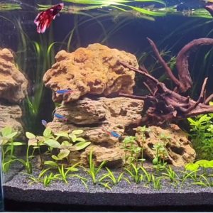 Aquascape Planted Aquarium