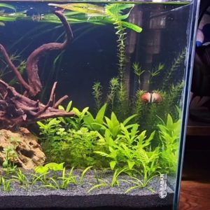 planted aquarium