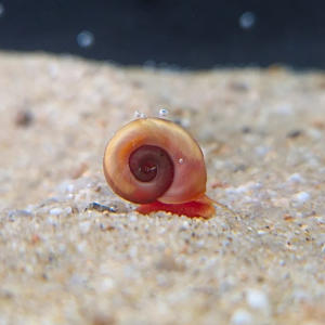 Ramshorn Snails 12 Pieces