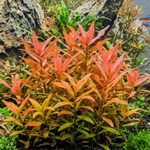 Ammania gracilis aquarium plants