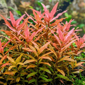 Ammania gracilis plant