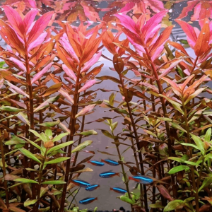 Ammania gracilis plants