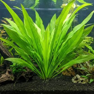 amazon Sword Aquatic Plant
