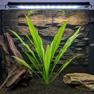 amazon sword aquarium plant