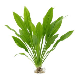 amazon sword plants
