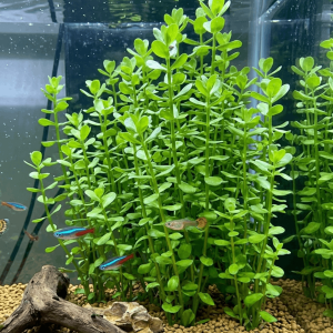bacopa monnieri aquarium plant