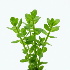 bacopa monnieri aquarium plants