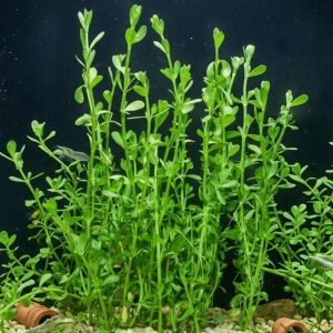 bacopa monnieri plants