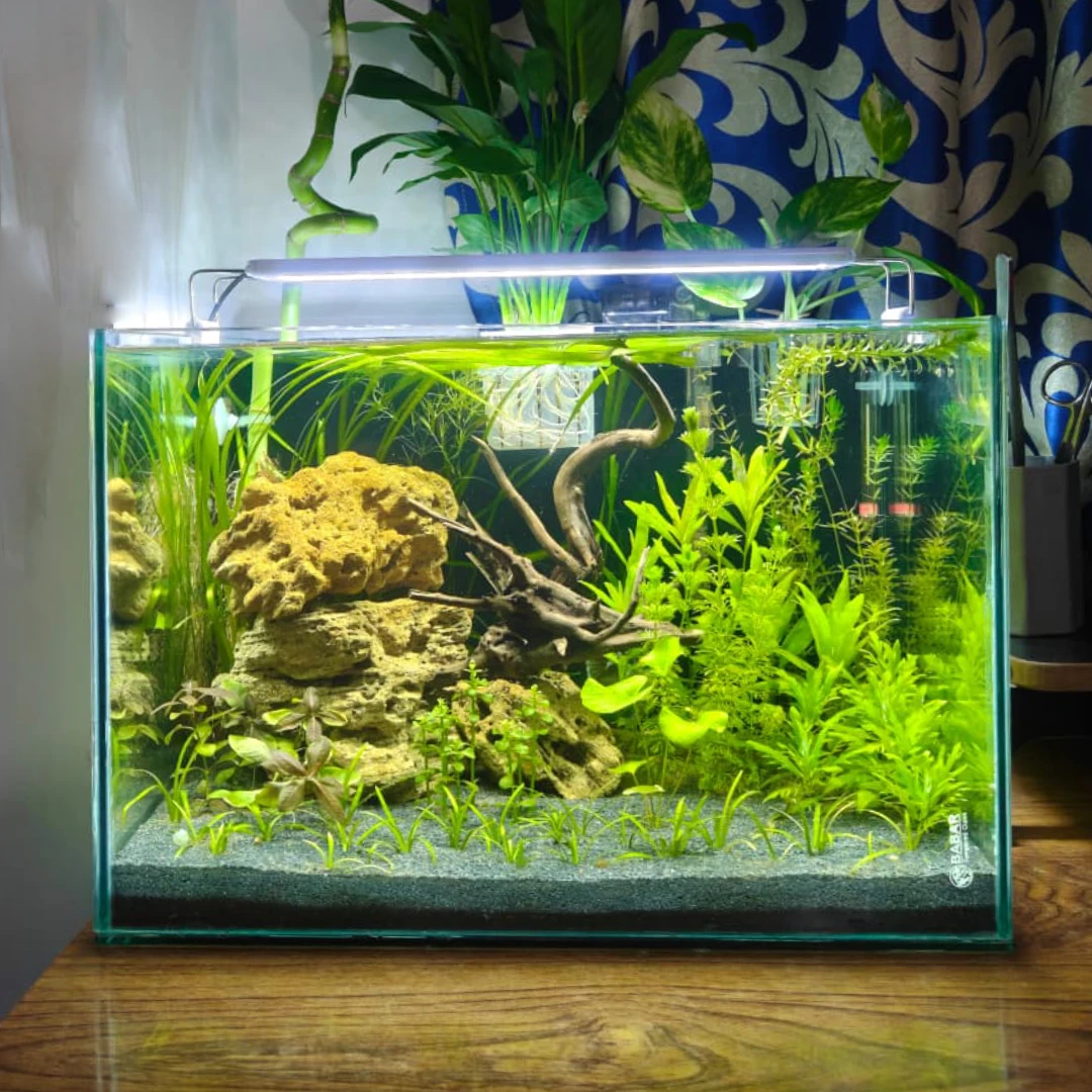 1.5 fit planted aquarium