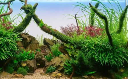 Healthy Aquarium Fish Environment
