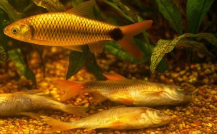 aquarium plants disease