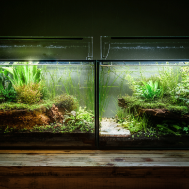 dirt planted tank vs aqua soil planted tank