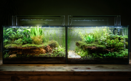 dirt planted tank vs aqua soil planted tank